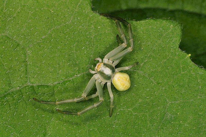 Misumena_vatia_D4859_Z_89_Les Gris_Frankrijk.jpg